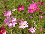 コスモス