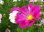 コスモス