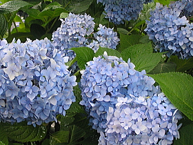 紫陽花２