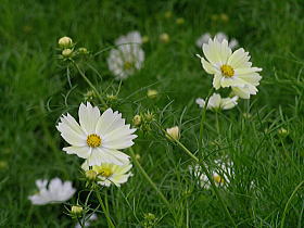 コスモス
