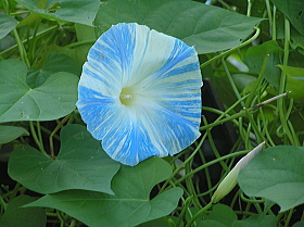 フライイングソーサー（西洋朝顔のうち）