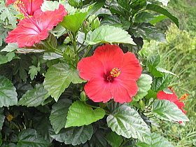 ハイビスカス