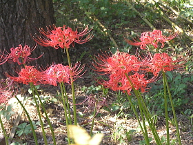 彼岸花（曼珠沙華）