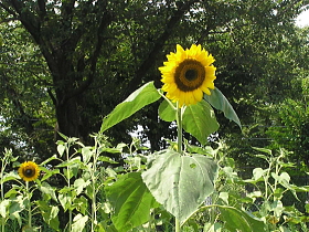 向日葵（K小学校にて）