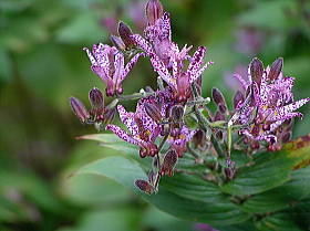 杜鵑草（ほととぎす）