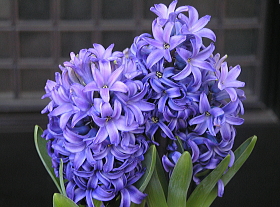 ヒヤシンス