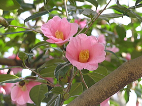 椿（太郎冠者）