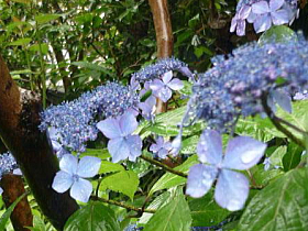 山紫陽花(黒姫山）