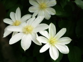 クレマチス（白）