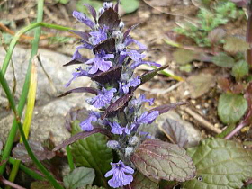 十二単（じゅうにひとえ）