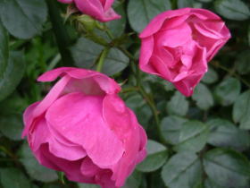 薔薇（アンジェラ）