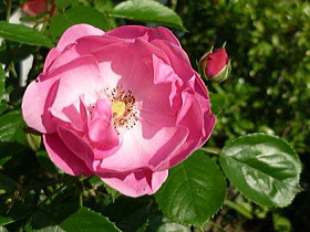 薔薇（アンジェラ）