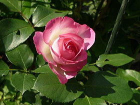 薔薇（ポーターローズ）