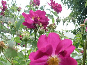 薔薇（ロサ・ガリカ・オキフィナリス）