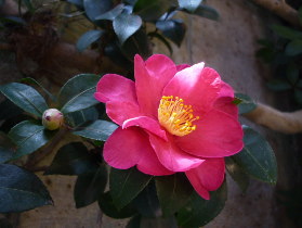 山茶花（根岸）