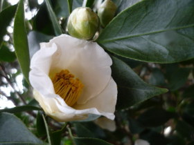 椿（初嵐、白）