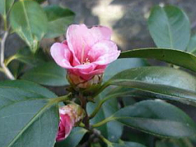 胡蝶侘助（こちょうわびすけ）