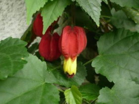 浮き釣り木（ぼく）