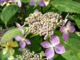 山紫陽花（黒姫）