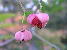 檀（まゆみ）の実