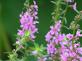 禊萩（みそはぎ）