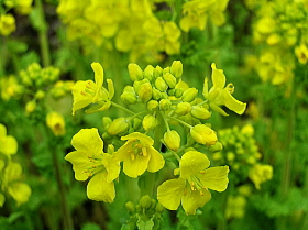 菜の花