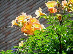 凌霄花（のうぜんかずら）