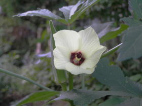 秋葵（オクラ）