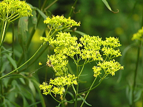 女郎花（おみなえし）