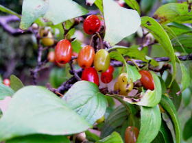 山茱萸（さんしゅゆ）の実