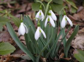 スノードロップ（待雪草）