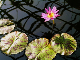 睡蓮（イヴリン・ランディグ）