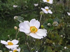 秋明菊（貴船菊）