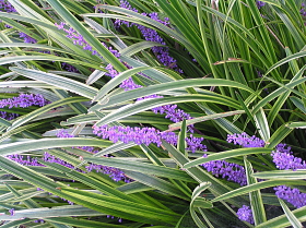 薮蘭（やぶらん）