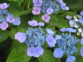 紫陽花