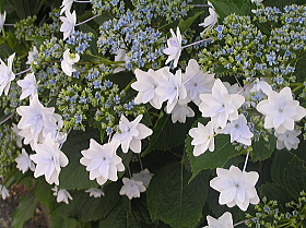 紫陽花２