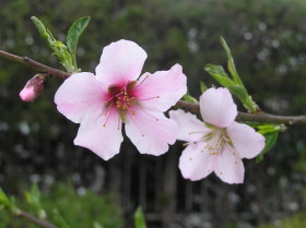 アーモンドの花