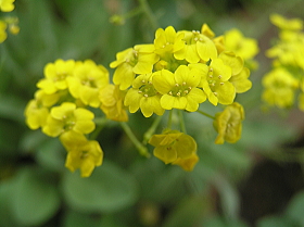 アリッサム（サミット）