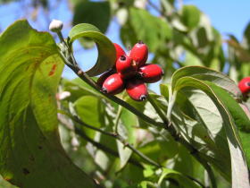 ハナミズキの実