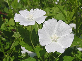 アノダ　シルバーカップ