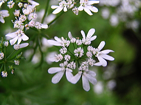 コリアンダー（パクチー）