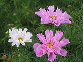 コスモス