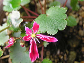 大文字草（三銃士）