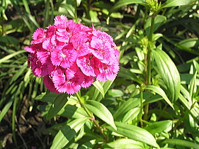 ダイアンサス（四季咲き撫子）