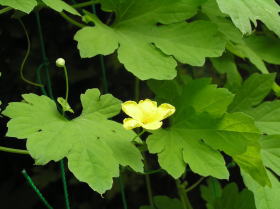 ゴーヤー（苦瓜、蔓茘枝）の花