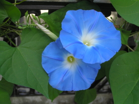 西洋朝顔（ヘヴンリー ブルー）