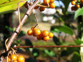 屁屎葛（へくそかずら）の実