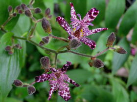 杜鵑草（ホトトギス）