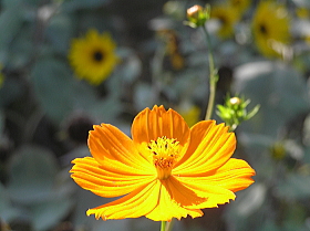黄花コスモス