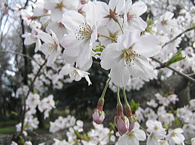 桜